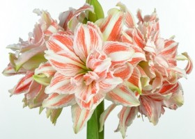 hippeastrum Dancing Queen ® (1)